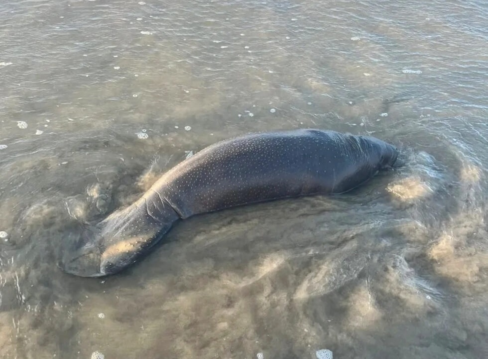 Governo do Piauí autoriza transporte aéreo de peixe-boi encalhado em praia