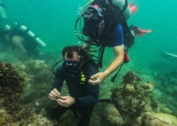 Alta temperatura do oceano provoca desastre ambiental no sul da Flórida