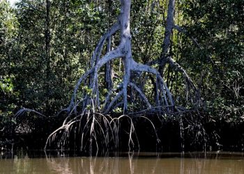 Manguezais evitam absorção de carbono pela atmosfera, apontam estudos