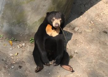 Zoológico na China nega que animal seja homem fantasiado