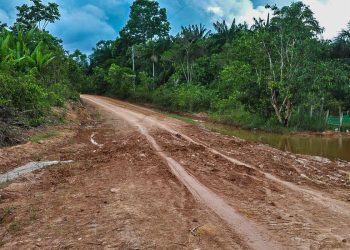 Ambientalistas denunciam desmatamento às margens de rodovia amazônica