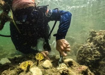 Por que novo recorde de calor do oceano é alerta sombrio para planeta