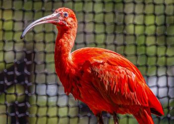 Projeto vai reintroduzir guarás-vermelhos no Rio de Janeiro