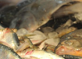 Ministro abre, no Rio, nesta quinta-feira, Semana do Pescado