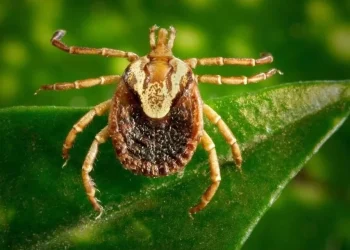 Febre maculosa não mata no DF há 20 anos; caso suspeito é investigado