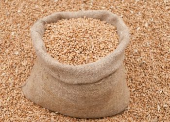 Exportações do agronegócio batem recorde em agosto