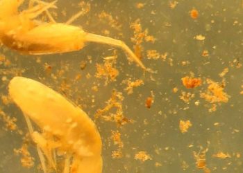 Animal em extinção de 1 mm é encontrado apenas em caverna no Pará