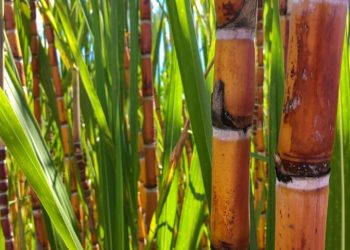 Valor da Produção Agropecuária é atualizado para R$ 1,150 trilhão este ano