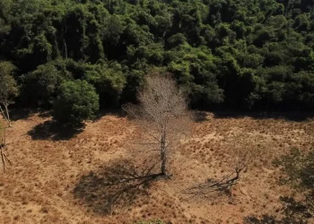 Programa de segurança da Amazônia entra em vigor