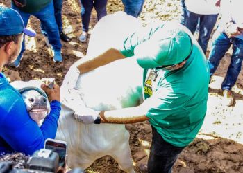 Piauí inicia segunda etapa da Campanha de Vacinação Contra Febre Aftosa