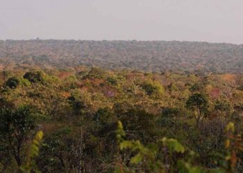 Piauí foi o único estado do Matopiba com redução do desmatamento do Cerrado