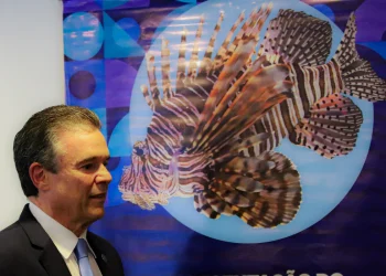 Estudo analisa impactos do peixe-leão na costa brasileira