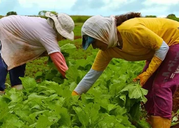 Embrapa inicia construção de unidade de pesquisa em Alagoas