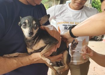 Milhares de animais de estimação foram vacinados contra a raiva em Teresina