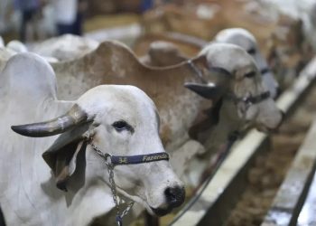 Sada organiza exposição ranqueada de animais na 72ª Expoapi