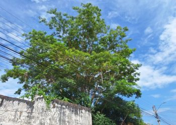 Equatorial Piauí realiza 100 mil podas preventivas e emergenciais durante um ano