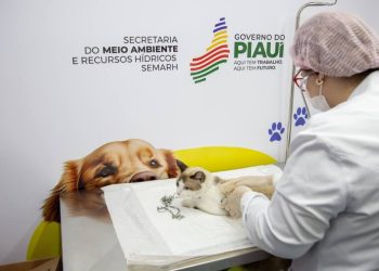 Piauí Pet Castramóvel realiza mais de 500 atendimentos na primeira edição de 2024