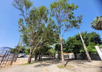 Viver+Teresina preserva espécies nativas e promove aumento da cobertura vegetal