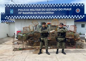 Batalhão Ambiental apreende 50 aves silvestres na cidade de União