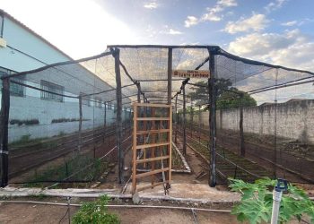 Horta escolar proporciona conhecimentos empreendedores aos estudantes da rede estadual