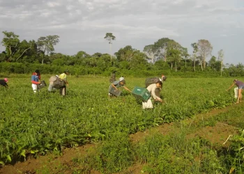 Moradores do campo ainda são mais afetados por insegurança alimentar