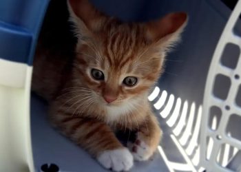 Médicos veterinários pedem regulamentação para transporte de animais