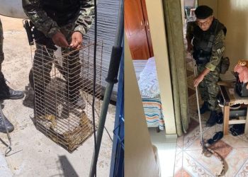 BPA apreende 8 jiboias e 2 jacarés em área residencial em apenas um dia em Teresina