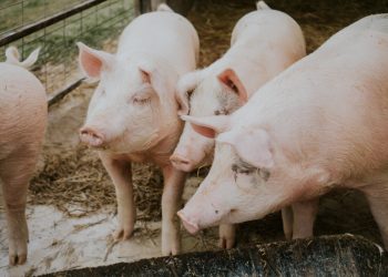 Sada prepara plano de vacinação contra peste suína no estado