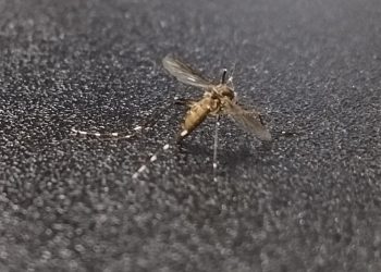 Brasil já tem mais de 3 milhões de casos de dengue em 2024