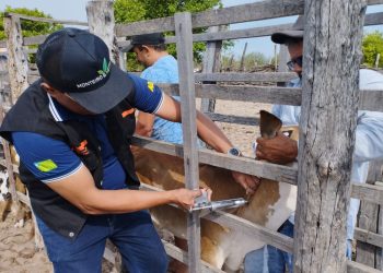 Aftosa: criador terá prejuízos se não vacinar e certificar