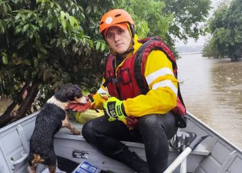 Bombeiros do Piauí resgatam mais de 30 animais no Rio Grande do Sul