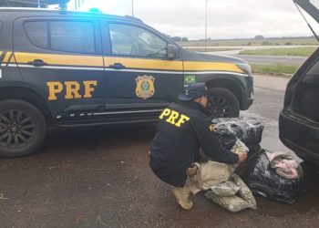 PRF e PC apreendem skunk em Camaquã/RS