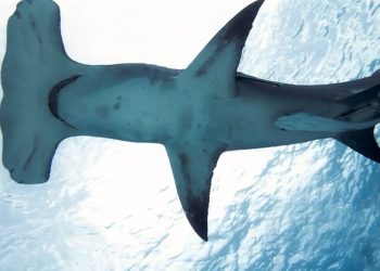 Brasileiro cria método que evita pesca acidental de tubarões e raias