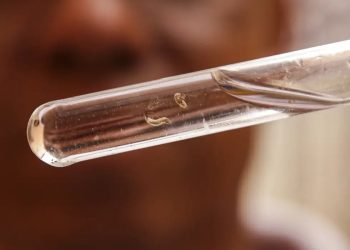 Dengue: quase todos os estados brasileiros têm tendência de queda