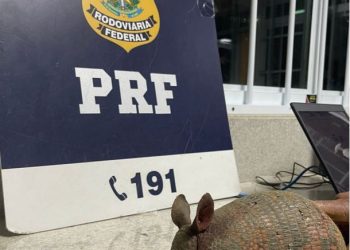 Em Vitória da Conquista (BA), PRF resgata um tatu transportado em uma mochila