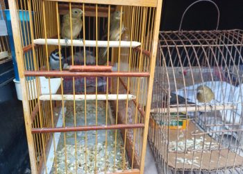 PRF resgata 18 aves dentro de porta-malas de carro em Salgueiro