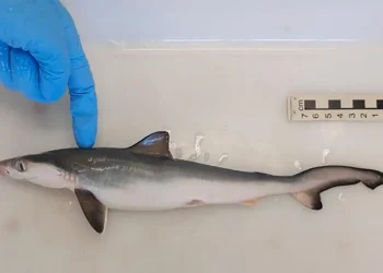 Fiocruz encontra tubarões contaminados com cocaína no Rio de Janeiro
