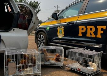 Animais silvestres ameaçados de extinção são resgatados em Rondônia