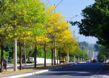 Plano de arborização de Teresina é definido pela Prefeitura