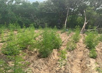 Polícia Militar desarticula duas roças de maconha no Piauí