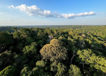 Pesquisa com bactérias na Amazônia pode desenvolver novos medicamentos