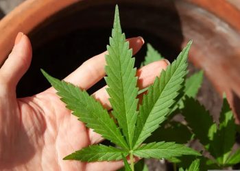 STF mantém descriminalização do porte de maconha para uso pessoal