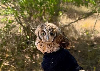 Programa Estadual de Proteção à Fauna Silvestre é instituído no Piauí