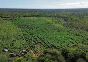 Polícia Militar desarticula roça de maconha com três hectares no sul do Piauí