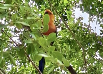 Semarh cadastra mais duas áreas de soltura de animais silvestres no Piauí