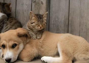 Governo Federal lança programa gratuito para identificar e proteger cães e gatos