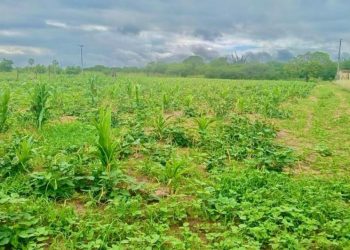 Governo do Piauí decreta situação de emergência em 129 municípios pela escassez de chuvas