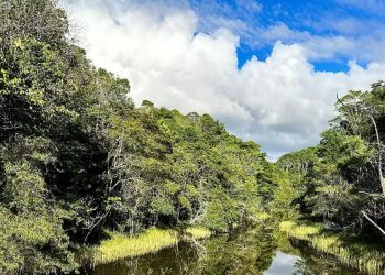 Plataforma identifica áreas prioritárias para restauração florestal