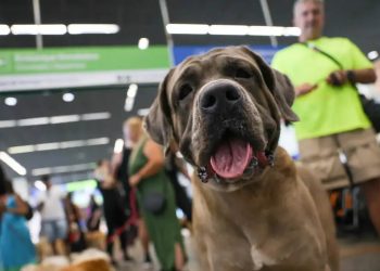 Transporte de animais: novas regras definem responsabilidades