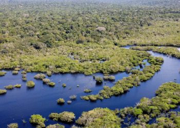 Quase todos os biomas registraram redução do desmatamento em 2024